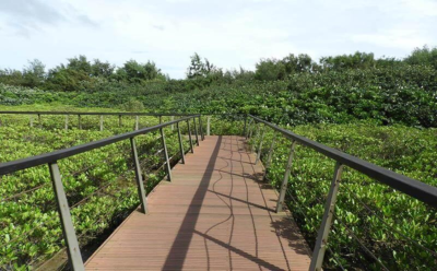 圖四、大園濕地保安林內木棧道設施可以就近觀察豐富的潮間帶生態環境(新竹分署提供)。 (1)